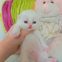 گربه بریتیش همه رنگ