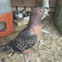 نروماده آرشینگل