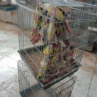 جوجه گرینچیک