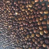 عناب تازه امساله