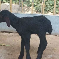 بره بی ننه