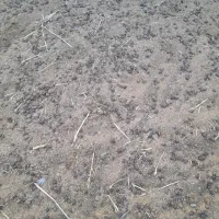 کود گوسفندی رایگان