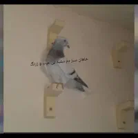 سبز دم سفید و پشتی