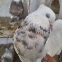 طوقی کله سینه رنگه ساده کاکلی