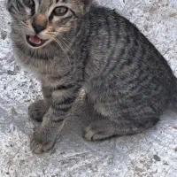 رایگان|گربه|کرج, کلاک نو|دیوار