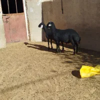 بره قره قزل|حیوانات مزرعه|حلب, |دیوار