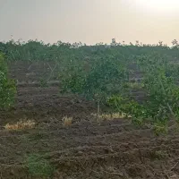 ۲۴ ساعت آب چاه موتورعمیق|فروش دفتر صنعتی، کشاورزی، تجاری|شامکان, |دیوار