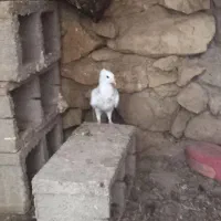دیت