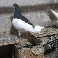 راست سیاه نر