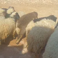 کاور پروآر|حیوانات مزرعه|ایلام, |دیوار