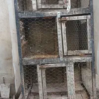 قفس پرنده (جفتگاه)