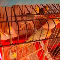 پرنده|پرنده|مشهد, امیرآباد|دیوار