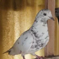 کفتر گرفتنی همه قلمی و کپکی