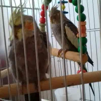 هر دو گمشده در شهر هشتپر روستای سوراپشت