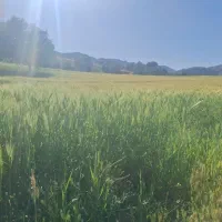 خرید گله میش،گوسفند بز