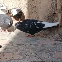 کبوتر|پرنده|کارون, |دیوار