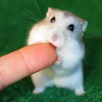 از تولید شخصی تا فروش تخصصی همستر نژادهای مختلف|موش و خرگوش|اصفهان, آهنگران|دیوار