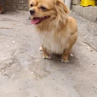 صگ شیتزو|سگ|کرمانشاه, |دیوار