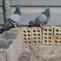 یک جفت سبز دوخط و یک جفت پولکی و دوخط