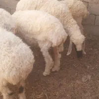 گوسفند ابست و بره گوشتی|حیوانات مزرعه|زابل, |دیوار