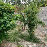 فروش-خانه-و-باغ