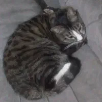 نگهداری از حیوان خانگی