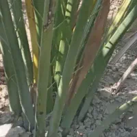 نخل خلاص وپاجوش نخل قصب زرد خورموج|گل و گیاه طبیعی|خورموج, |دیوار