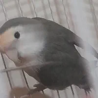 طوطی برزیلی رنگ کاسکوی