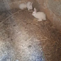 بچه خرگوش|موش و خرگوش|نجفآباد, قلعه سفید|دیوار