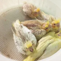 جوجه عروس هلندی لوتینو