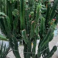 تعدادی گل و گیاه زیبا|گل و گیاه طبیعی|اصفهان, بهارستان|دیوار