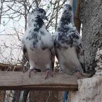 کبوترپرشیی