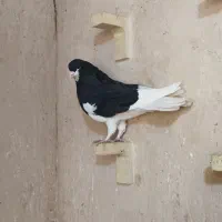 کفتر|پرنده|شیراز, شهرک برق|دیوار