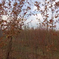 فروش نهال بادام آذر و نهال درخت بلوط|خدمات باغبانی و درختکاری|خسروشاه, |دیوار