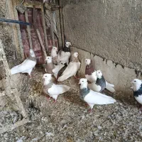 کبوتر طوقی|پرنده|سنندج, |دیوار