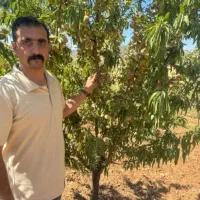 نهال بادام اقتصادی، هردانه اش طلاست