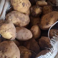 سیب زمینی آگرا