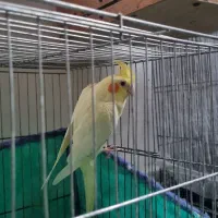 عروس هلندی|پرنده|لاهیجان, کوی زمانی|دیوار