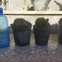 فروش گل|حراج|کازرون, |دیوار