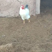 خروس محلی|حیوانات مزرعه|جلگه ماژان, |دیوار