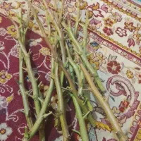 ترکه پسته