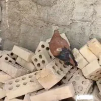 کبوتر کله ای ماده سرخ