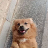 سگ پامر|سگ|بم, |دیوار