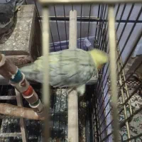 عروس هلندی یک نر دو ماده|پرنده|کرج, شهرک سهرابیه|دیوار