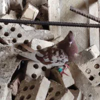 کبورت دورگ|پرنده|کارون, |دیوار