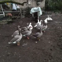 غاز محلی|حیوانات مزرعه|لاهیجان, پردسر|دیوار