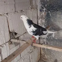 کفتر نر ( ابلغ تیکه پاره)|پرنده|کرج, مهرویلا شمالی|دیوار