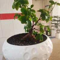 فروش گل های اپارتمانی|گل و گیاه طبیعی|شیراز, شهرک مهدی‌آباد|دیوار