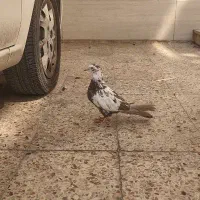 کبوتر دمی جونه