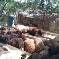 بره پای پروار